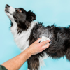 Ethique™ Pawfector - Softening Solid Dog Conditioner 60g - Image 3