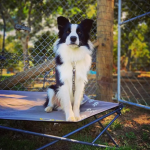Outdoor Connection Folding Dog Bed