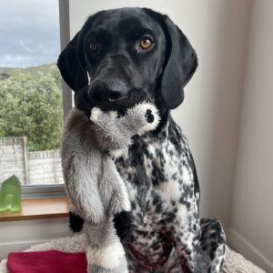 Ash the Pointer with roadkill toy