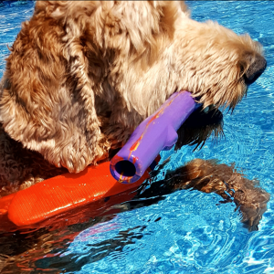 Dog swimming with stick