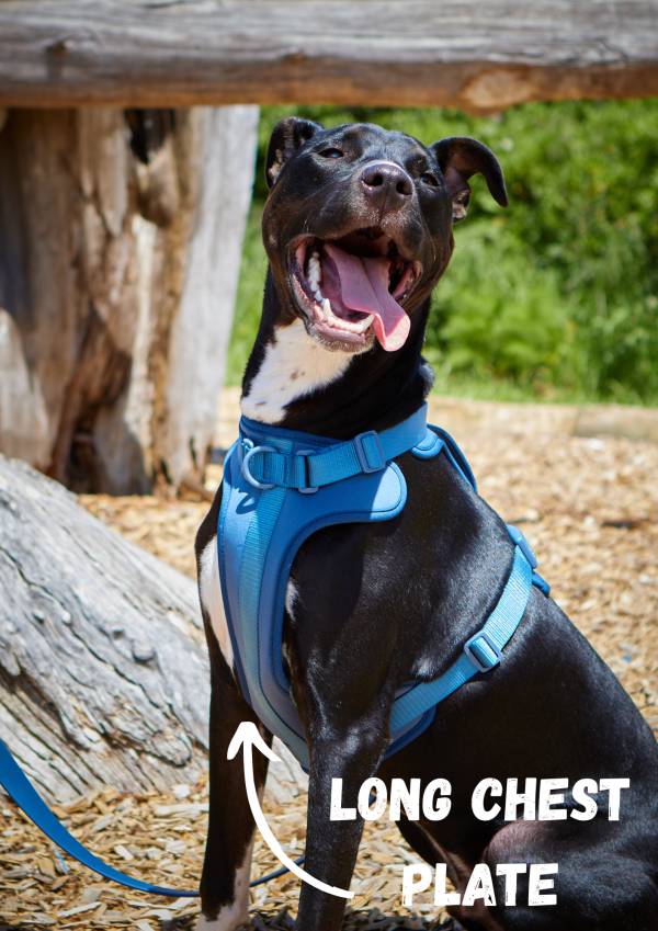 Air Harness 2.0 - Apple, Lilac and Navy - Image 9