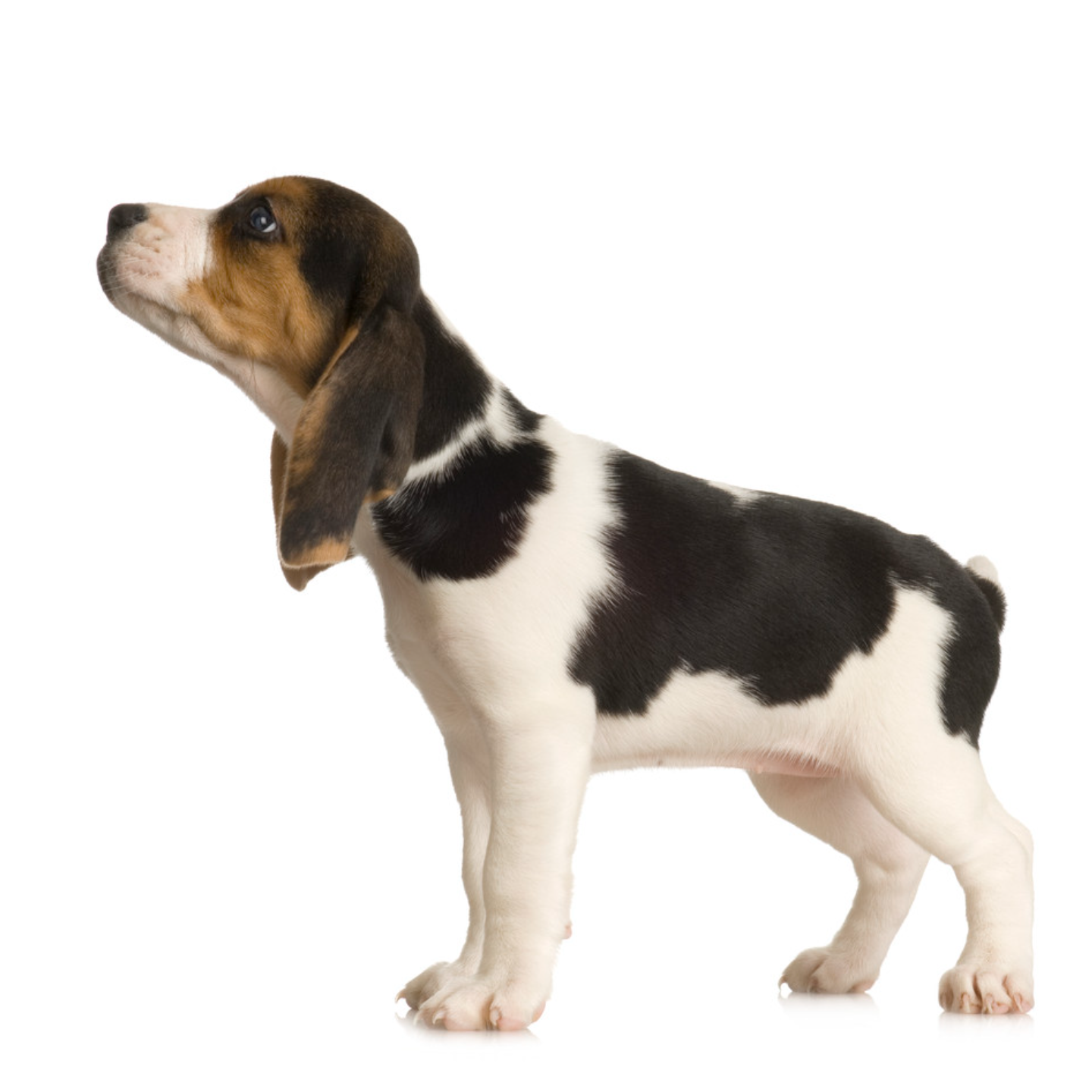 Sniffing puppy