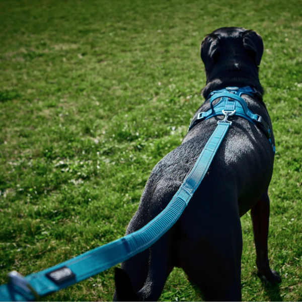 Adventure Lead - Image 6